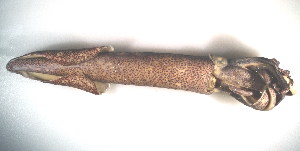  (Doryteuthis opalescens - CCDB22176-E10)  @13 [ ] CreativeCommons - Attribution (2014) Kara Layton Centre for Biodiversity Genomics