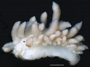  ( - CCDB22758-H10)  @12 [ ] CreativeCommons - Attribution (2014) CBG Photography Group Centre for Biodiversity Genomics