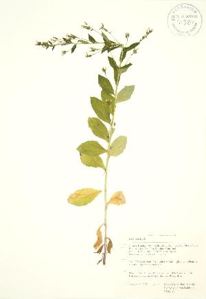  ( - RBG 160)  @11 [ ] Copyright (2009) Steven Newmaster University of Guelph BIO Herbarium
