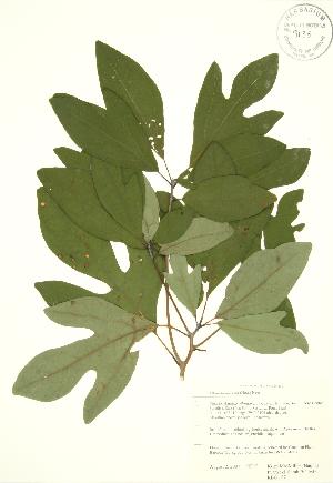  (Sassafras albidum - RBG 157)  @11 [ ] Copyright (2009) Steven Newmaster University of Guelph BIO Herbarium
