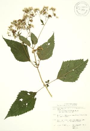  (Ageratina altissima - RBG 164)  @13 [ ] Copyright (2009) Steven Newmaster University of Guelph BIO Herbarium