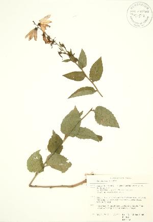  (Campanula rapunculoides - RBG 136)  @11 [ ] Copyright (2009) Steven Newmaster University of Guelph BIO Herbarium