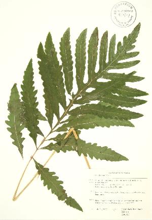  (Onoclea - RBG 127)  @13 [ ] Copyright (2009) Steven Newmaster University of Guelph BIO Herbarium