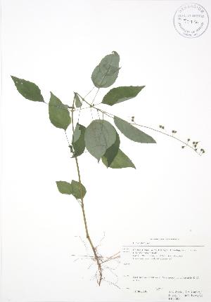  ( - RBG 001)  @11 [ ] Copyright (2009) Steven Newmaster University of Guelph BIO Herbarium