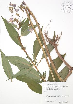  (Impatiens glandulifera - RBG 002)  @11 [ ] Copyright (2009) Steven Newmaster University of Guelph BIO Herbarium