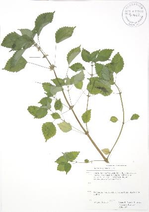  ( - RBG 007)  @11 [ ] Copyright (2009) Steven Newmaster University of Guelph BIO Herbarium