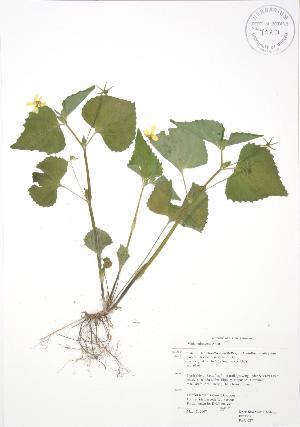  ( - RBG 027)  @11 [ ] Copyright (2009) Steven Newmaster University of Guelph BIO Herbarium