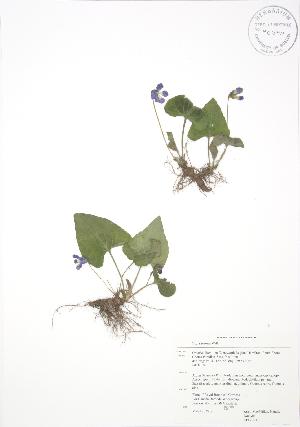  ( - RBG 028)  @11 [ ] Copyright (2009) Steven Newmaster University of Guelph BIO Herbarium