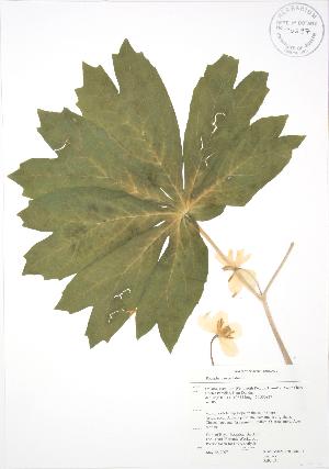  ( - RBG 031)  @11 [ ] Copyright (2009) Steven Newmaster University of Guelph BIO Herbarium