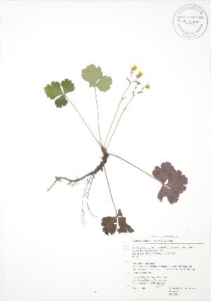  ( - RBG 033)  @11 [ ] Copyright (2009) Steven Newmaster University of Guelph BIO Herbarium