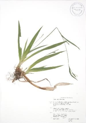  ( - RBG 047)  @11 [ ] Copyright (2009) Steven Newmaster University of Guelph BIO Herbarium