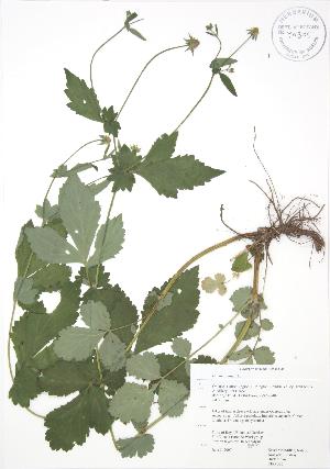  (Geum urbanum - RBG 050)  @11 [ ] Copyright (2009) Steven Newmaster University of Guelph BIO Herbarium