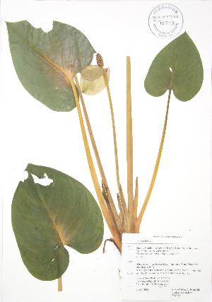  (Calloideae - RBG 054)  @11 [ ] Copyright (2009) Steven Newmaster University of Guelph BIO Herbarium