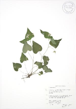  ( - RBG 056)  @11 [ ] Copyright (2009) Steven Newmaster University of Guelph BIO Herbarium