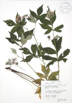  ( - RBG 057)  @11 [ ] Copyright (2009) Steven Newmaster University of Guelph BIO Herbarium