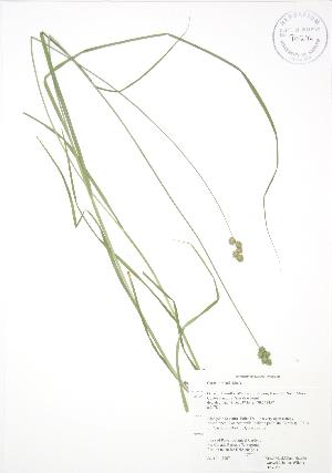  (Carex normalis - RBG 063)  @11 [ ] Copyright (2009) Steven Newmaster University of Guelph BIO Herbarium