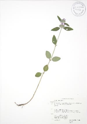  (Clinopodium vulgare - RBG 071)  @11 [ ] Copyright (2009) Steven Newmaster University of Guelph BIO Herbarium