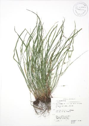  ( - RBG 073)  @11 [ ] Copyright (2009) Steven Newmaster University of Guelph BIO Herbarium