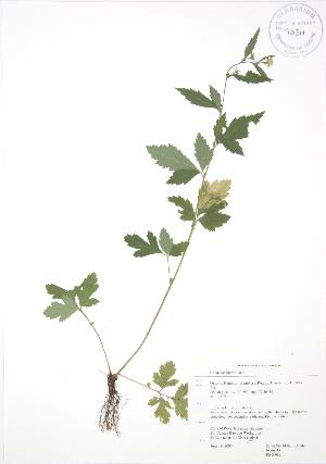  ( - RBG 082)  @11 [ ] Copyright (2009) Steven Newmaster University of Guelph BIO Herbarium