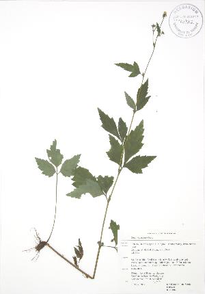  ( - RBG 084)  @11 [ ] Copyright (2009) Steven Newmaster University of Guelph BIO Herbarium