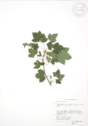  ( - RBG 086)  @11 [ ] Copyright (2009) Steven Newmaster University of Guelph BIO Herbarium