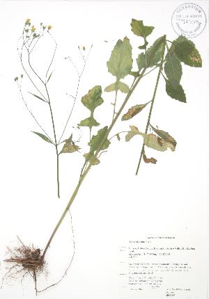  (Lapsana - RBG 087)  @11 [ ] Copyright (2009) Steven Newmaster University of Guelph BIO Herbarium