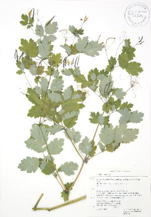  (Chelidonioideae - RBG 098)  @11 [ ] Copyright (2009) Steven Newmaster University of Guelph BIO Herbarium