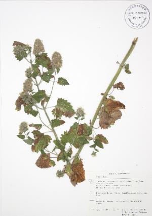  ( - RBG-Blitz 005)  @11 [ ] Copyright (2009) Steven Newmaster University of Guelph BIO Herbarium