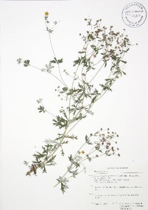 ( - RBG-Blitz 006)  @11 [ ] Copyright (2009) Steven Newmaster University of Guelph BIO Herbarium