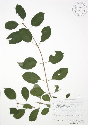  ( - RBG-Blitz 008)  @11 [ ] Copyright (2009) Steven Newmaster University of Guelph BIO Herbarium