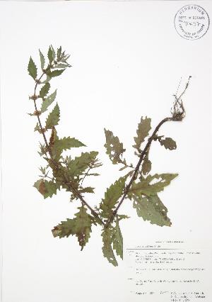 (Lycopus uniflorus - RBG-Blitz 028)  @11 [ ] Copyright (2009) Steven Newmaster University of Guelph BIO Herbarium