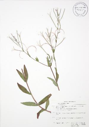  ( - RBG-Blitz 031)  @11 [ ] Copyright (2009) Steven Newmaster University of Guelph BIO Herbarium