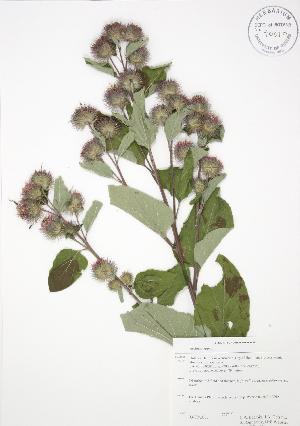  ( - RBG-Blitz 001)  @11 [ ] Copyright (2009) Steven Newmaster University of Guelph BIO Herbarium