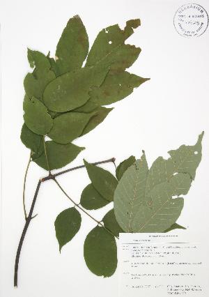 (Fraxinus americana - RBG-Blitz 012)  @11 [ ] Copyright (2009) Steven Newmaster University of Guelph BIO Herbarium