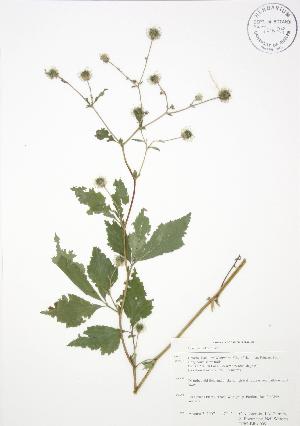  (Geum canadense - RBG-Blitz 009)  @11 [ ] Copyright (2009) Steven Newmaster University of Guelph BIO Herbarium