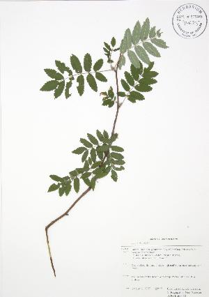  ( - RBG-Blitz 018)  @11 [ ] Copyright (2009) Steven Newmaster University of Guelph BIO Herbarium