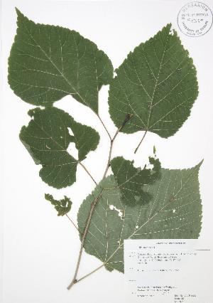  ( - JAG 0250)  @11 [ ] Copyright (2009) Steven Newmaster University of Guelph BIO Herbarium
