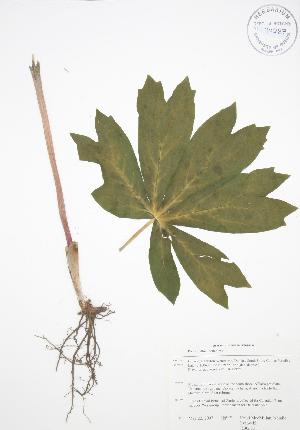  (Podophyllum peltatum - RBG 031)  @11 [ ] Copyright (2009) Steven Newmaster University of Guelph BIO Herbarium