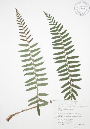  ( - RBG 126)  @11 [ ] Copyright (2009) Steven Newmaster University of Guelph BIO Herbarium