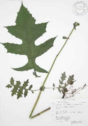  (Polymnia - RBG 121)  @11 [ ] Copyright (2009) Steven Newmaster University of Guelph BIO Herbarium