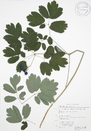  ( - RBG 120)  @11 [ ] Copyright (2009) Steven Newmaster University of Guelph BIO Herbarium