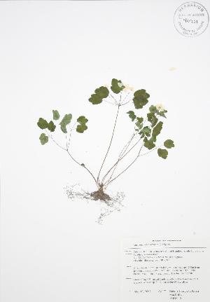  (Anemonella - RBG 026)  @11 [ ] Copyright (2009) Steven Newmaster University of Guelph BIO Herbarium