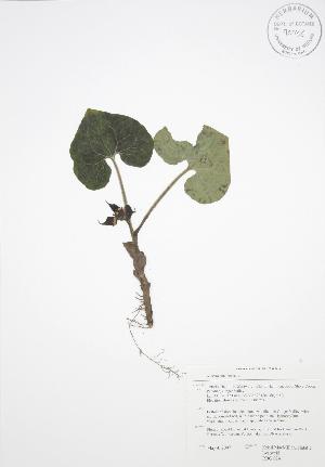  ( - RBG 024)  @11 [ ] Copyright (2009) Steven Newmaster University of Guelph BIO Herbarium