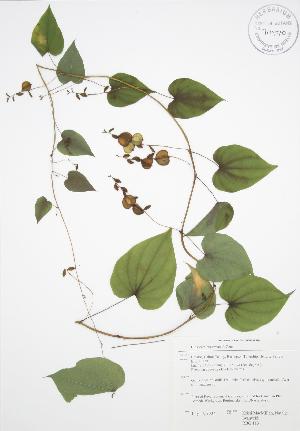  (Dioscorea villosa - RBG 113)  @11 [ ] Copyright (2009) Steven Newmaster University of Guelph BIO Herbarium