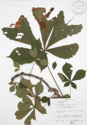  ( - RBG 166)  @11 [ ] Copyright (2009) Steven Newmaster University of Guelph BIO Herbarium