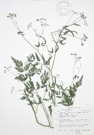  ( - RBG 129)  @11 [ ] Copyright (2009) Steven Newmaster University of Guelph BIO Herbarium
