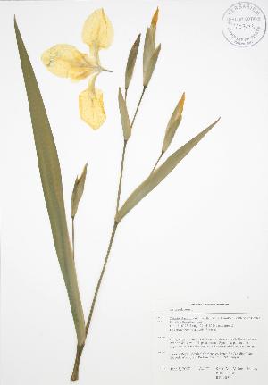  ( - RBG 053)  @11 [ ] Copyright (2009) Steven Newmaster University of Guelph BIO Herbarium