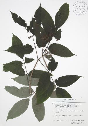  (Sambucus racemosa - RBG-Blitz 056)  @11 [ ] Copyright (2009) Steven Newmaster University of Guelph BIO Herbarium