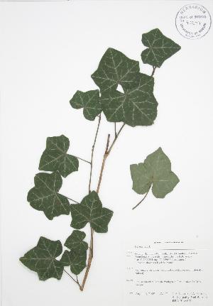  ( - RBG-Blitz 061)  @11 [ ] Copyright (2009) Steven Newmaster University of Guelph BIO Herbarium