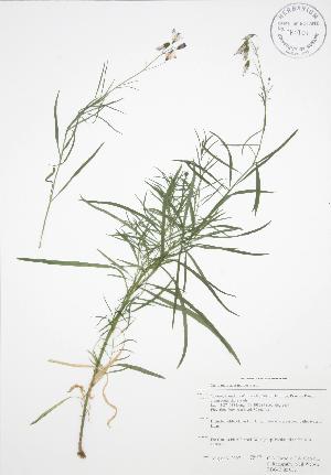  ( - RBG-Blitz 032)  @11 [ ] Copyright (2009) Steven Newmaster University of Guelph BIO Herbarium